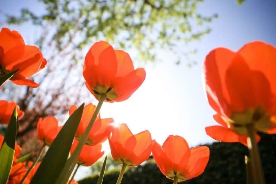 Zon&Zee Vakanties Duinzigt Villa Noordwijkerhout Dış mekan fotoğraf
